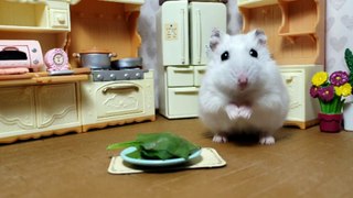 Stubborn hamster refuses salad, demands treats instead