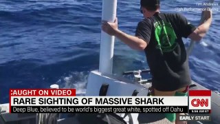 Legendary great white shark spotted off Hawaii coast
