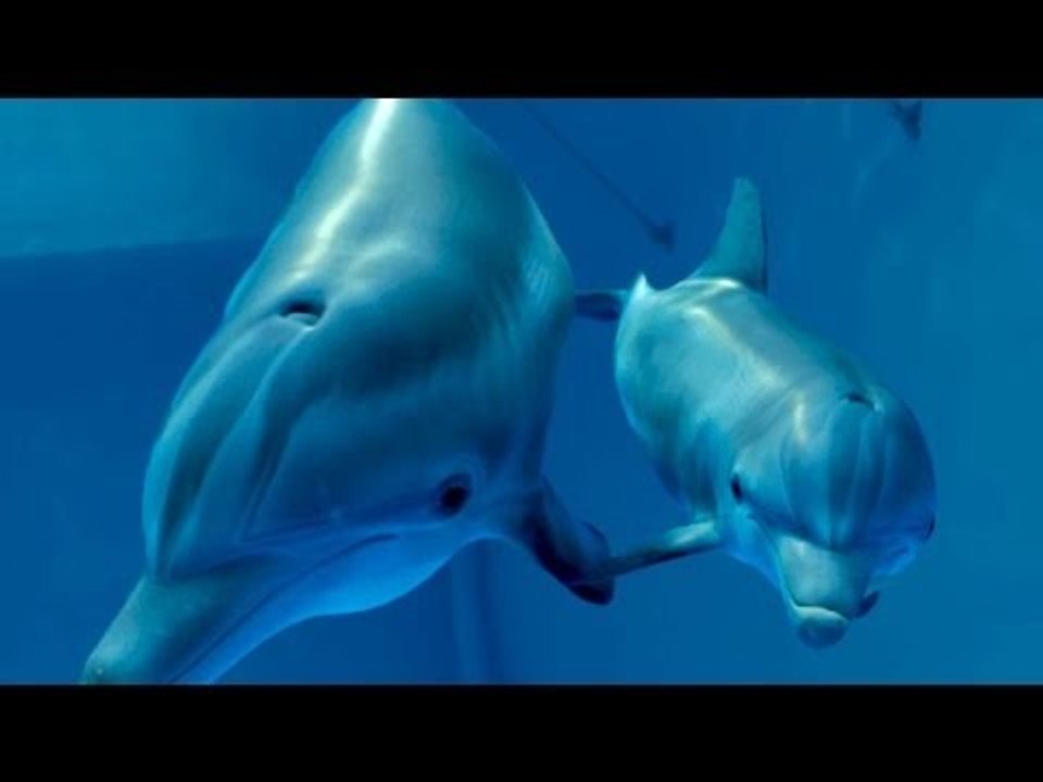 DOLPHIN TALE 2 Trailer [Morgan Freeman - 2014]