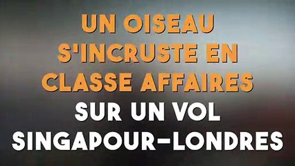 Un oiseau s'incruste en classe affaires sur un vol Singapour - Londres !