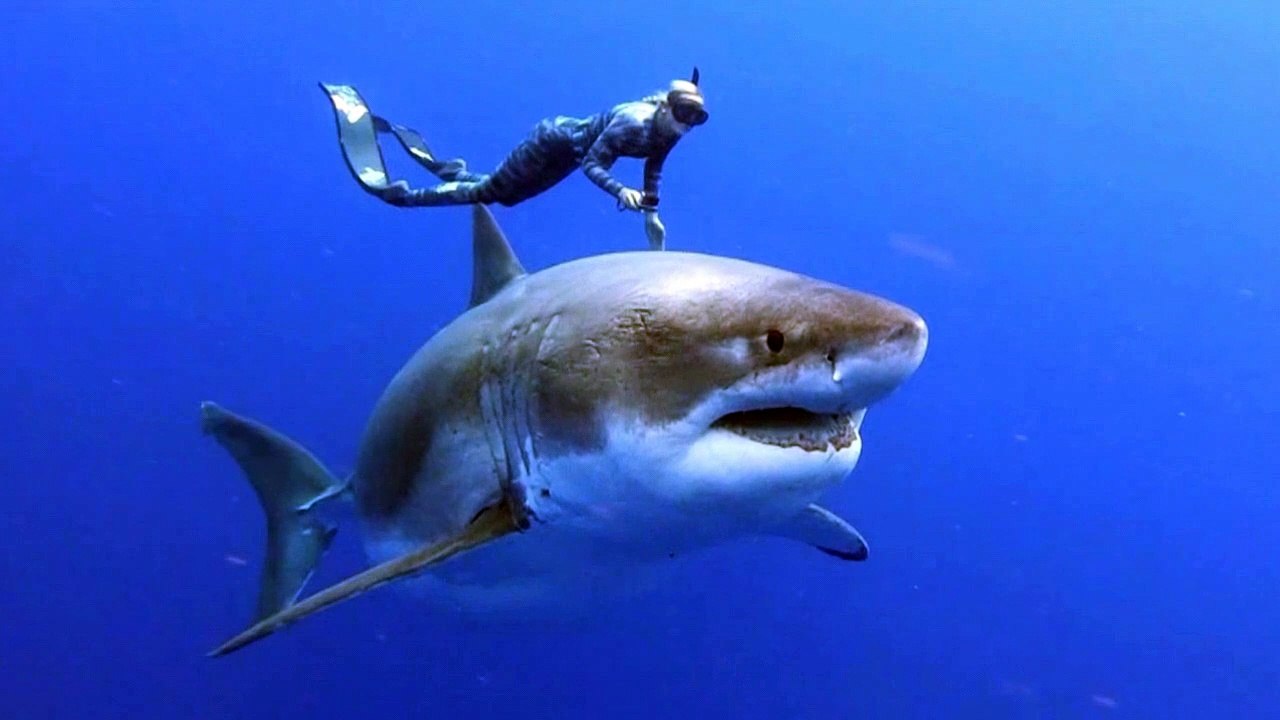 Här simmar de med världens största haj