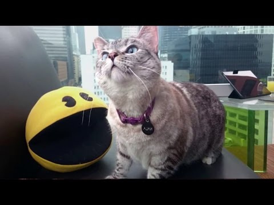 Cats are under attack - PIXELS Viral Trailer