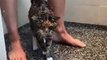 Un chat qui prend sa douche avec son maitre... du jamais vu