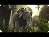 The Elephants -  THE JUNGLE BOOK - Movie Clip # 6