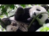 BORN IN CHINA Trailer (Disneynature - 2016)