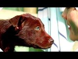 RED DOG: TRUE BLUE Trailer (Dog Movie, Family - 2016)