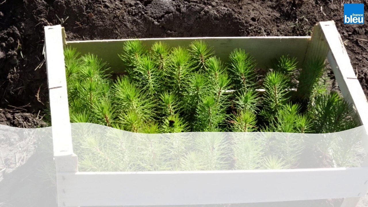 Tempête Klaus : Mamie Chaussette reboise la forêt depuis 10 ans