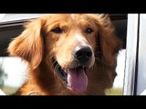 A DOG'S PURPOSE Movie TRAILER (Family - 2017)