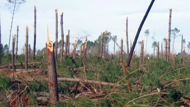 Tempête Klaus : Joël Goyheneix, ancien maire de Rion-des-Landes se souvient de ce 24 janvier 2009