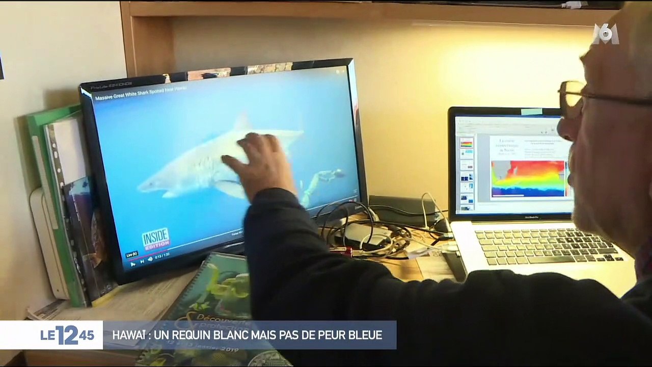 Hawaï : un requin blanc mais pas de peur bleue
