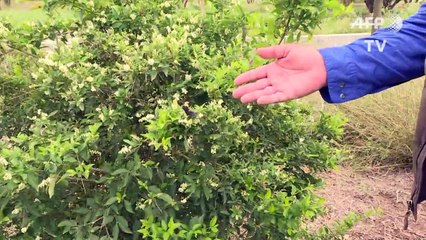 Texas: des papillons menacés par la construction du mur