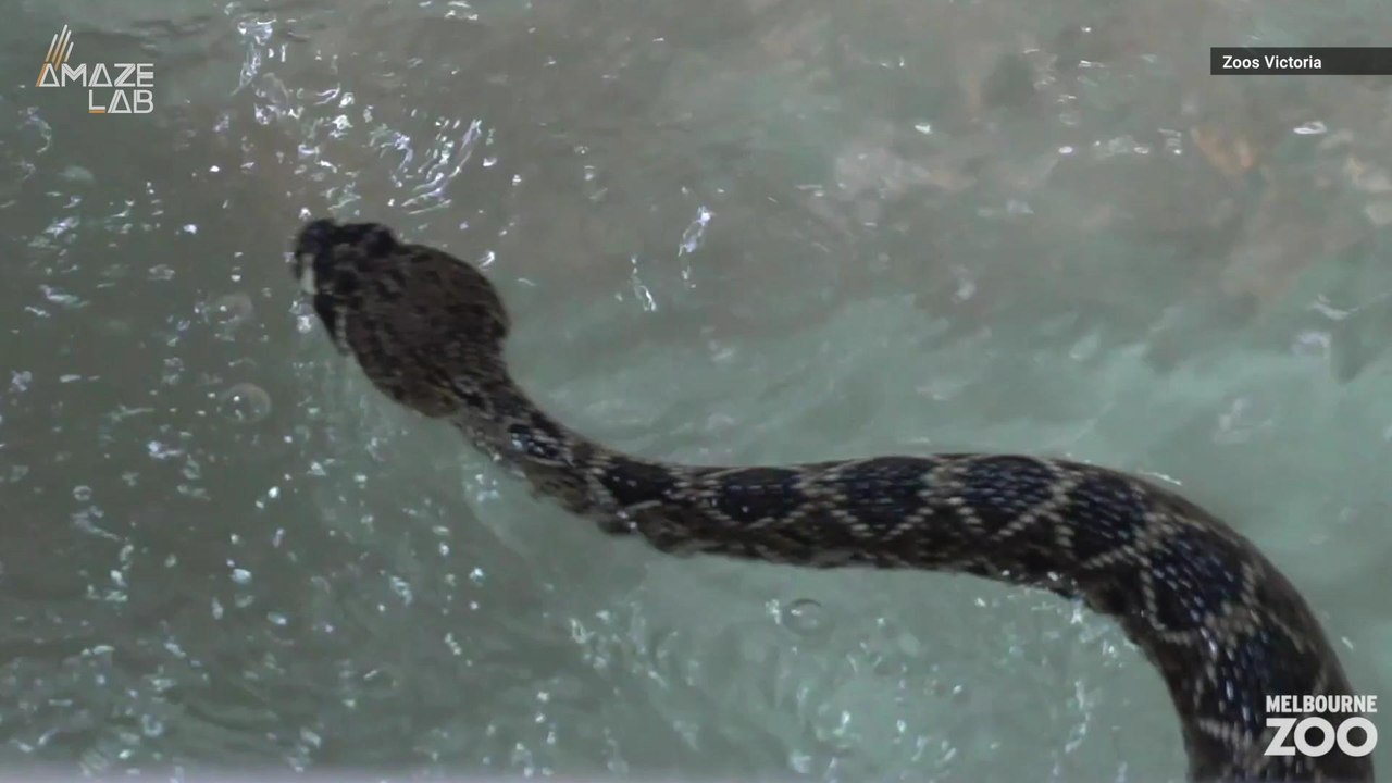 This Zoo Created The First 'Reptile Swim-Gym' To Keep Its Snakes From Getting Fat