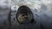 Adorable seal rescued after getting stranded on icy Baikal