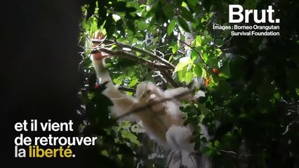 Sur l'île de Bornéo, un orang-outan albinos a été remis en liberté