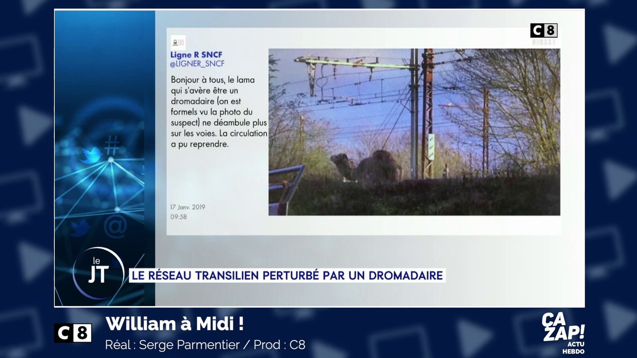 Une ligne de train perturbée par... un dromadaire