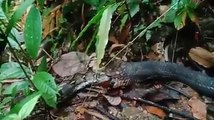 Des touristes filment la fin d'un combat entre un cobra royal et un python
