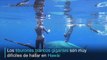 El nado de buzos con enorme tiburón blanco en Hawái