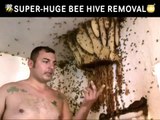 Il découvre un essaim d'abeille géant dans une maison