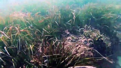 Le camouflage parfait d'une pieuvre... Magique