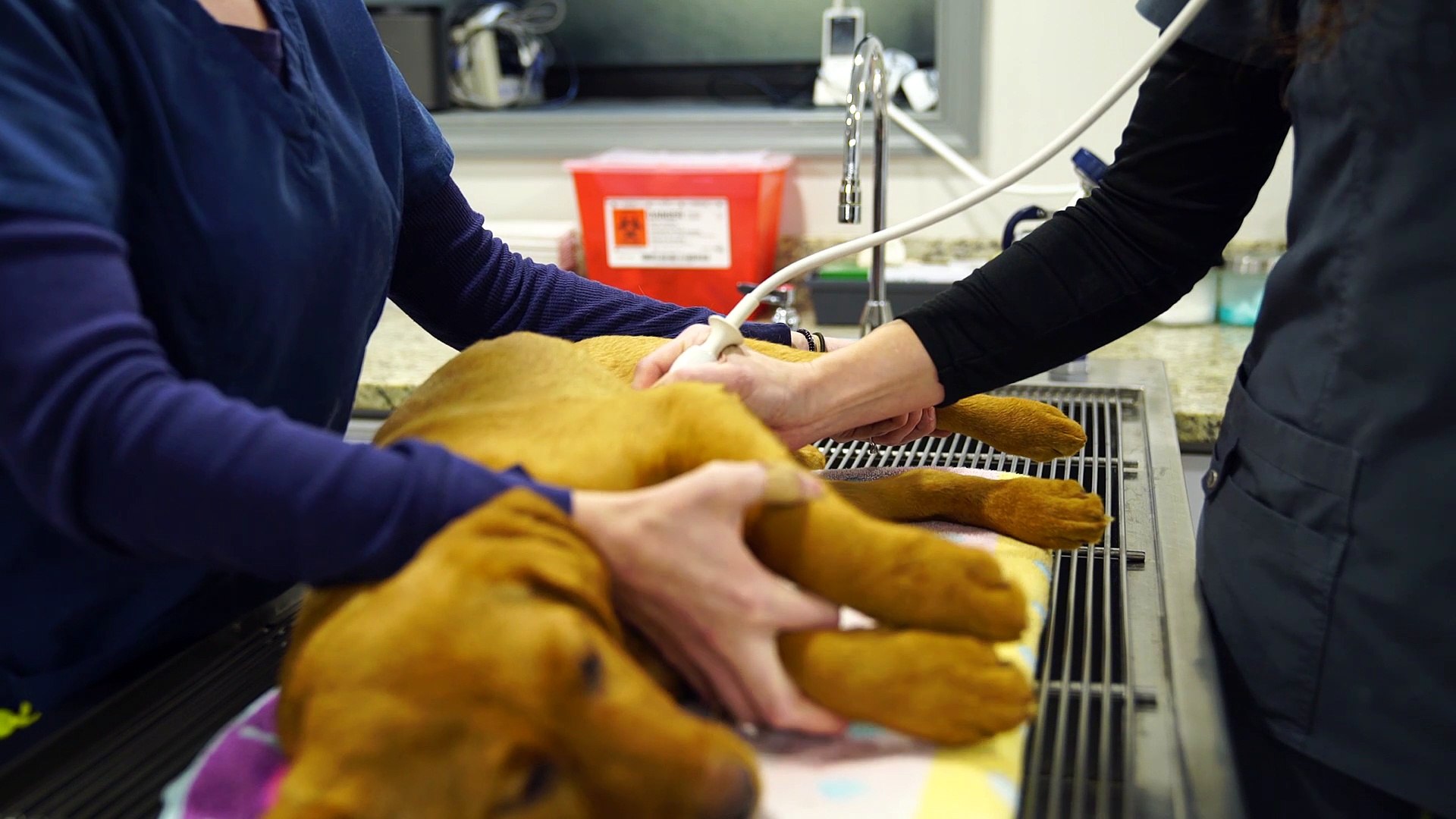 ⁣Welcome to Wissahickon Creek Veterinary Hospital