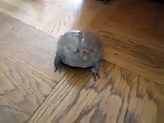 Ce bruit étrange émis par une grenouille