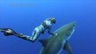 Buzos nadan con gigantesco tiburón blanco en Hawái