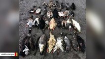 Authorities Investigate After 30 Ducks And Geese Found Dead In Utah