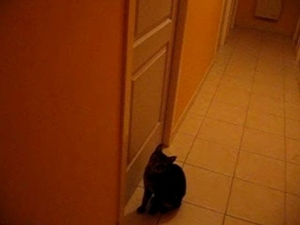 MON CHAT OUVRE LA PORTE