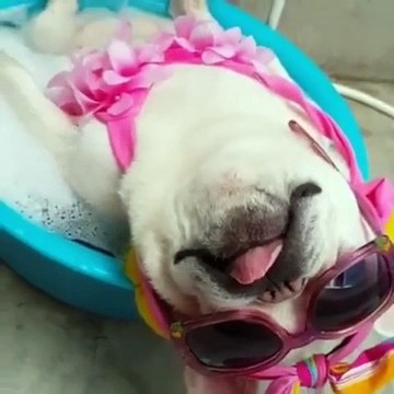 Bulldog Inglés perros flojos hermosos