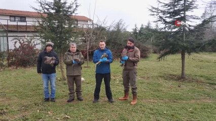 Tedavileri Tamamlanan Şahinler Doğaya Bırakıldı
