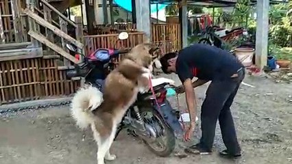 Husky Joins Owner On Motorcycle