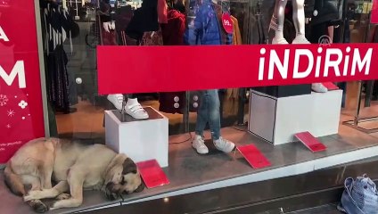 Uyumak için girdiği mağazanın vitrininde ilgi odağı oldu - ANKARA