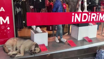 Uyumak İçin Girdiği Mağazanın Vitrininde İlgi Odağı Oldu