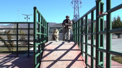 Köpeklere Suni Tohumlama Yöntemi