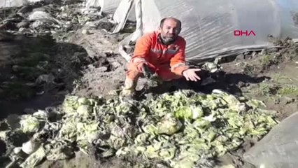 Mersin Tarım Arazilerinde Yaralar Sarılıyor-Ek