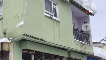 Karda Aç Kalan Hayvanları Besliyor