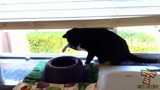 0CHANCE that you will NOT LAUGH  FUNNIEST CAT VIDEOS