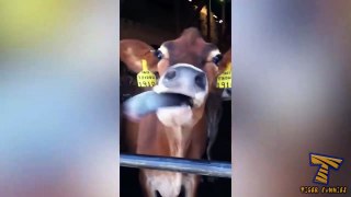 Are you READY TO LAUGH EXTREMELY HARD - FUNNY & HILARIOUS ANIMAL videos