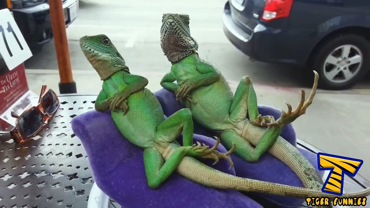 ATTENTION Your HEAD may FALL OFF due to laughing - ULTIMATE funny  ANIMALS compilation