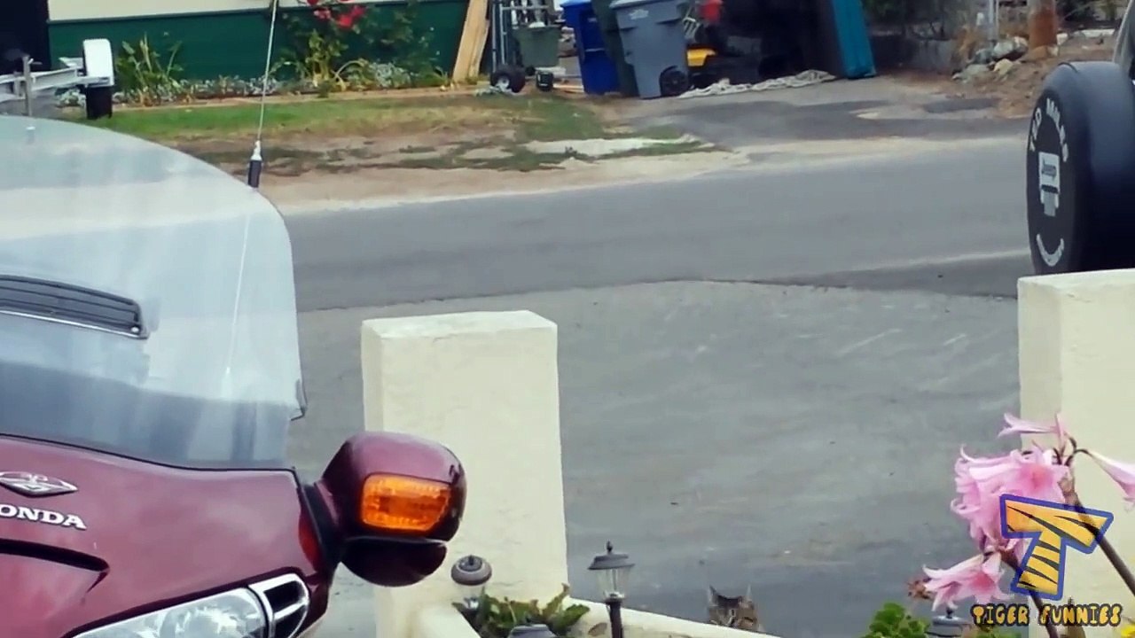 Are you ready for ULTRA LAUGHING - CATS & DOGS doing HILARIOUS EXERCISES!