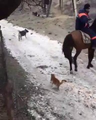 Download Video: Un chaton joue comme un fou avec  la queue d'un cheval