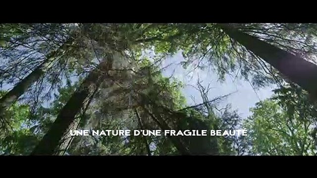 Dans les bois Bande-annonce VF (2019) Documentaire