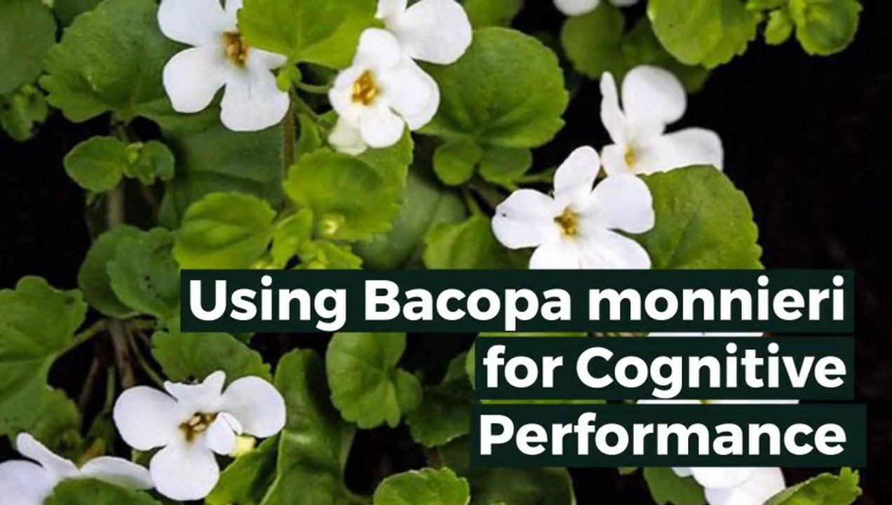What does Bacopa extract do?