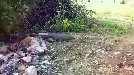 Cầy Mangut nỗi khiếp sợ tột cùng của Rắn Hổ Mang[1]