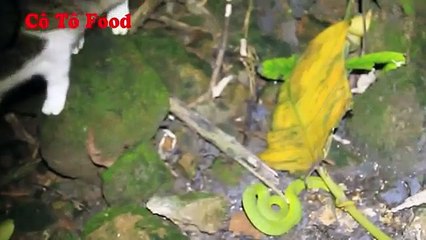 Những Con Mèo Coi Rắn Cực Độc Như Cỏ Rác   Mèo Choảng Nhau Với Rắn Lục Xanh