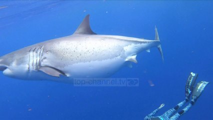 Të notosh përkrah peshkaqenit të bardhë