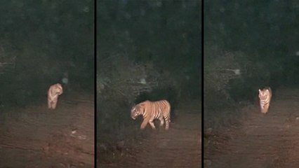 जंगल में अचानक सामने आ गया बाघ, देखिए VIDEO में पर्यटकों ने क्या किया?