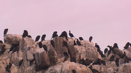 오륙도에서 겨울 나는 가마우지 무리 포착 / YTN