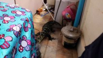Rampaging 4ft long monitor lizard caught after running through home
