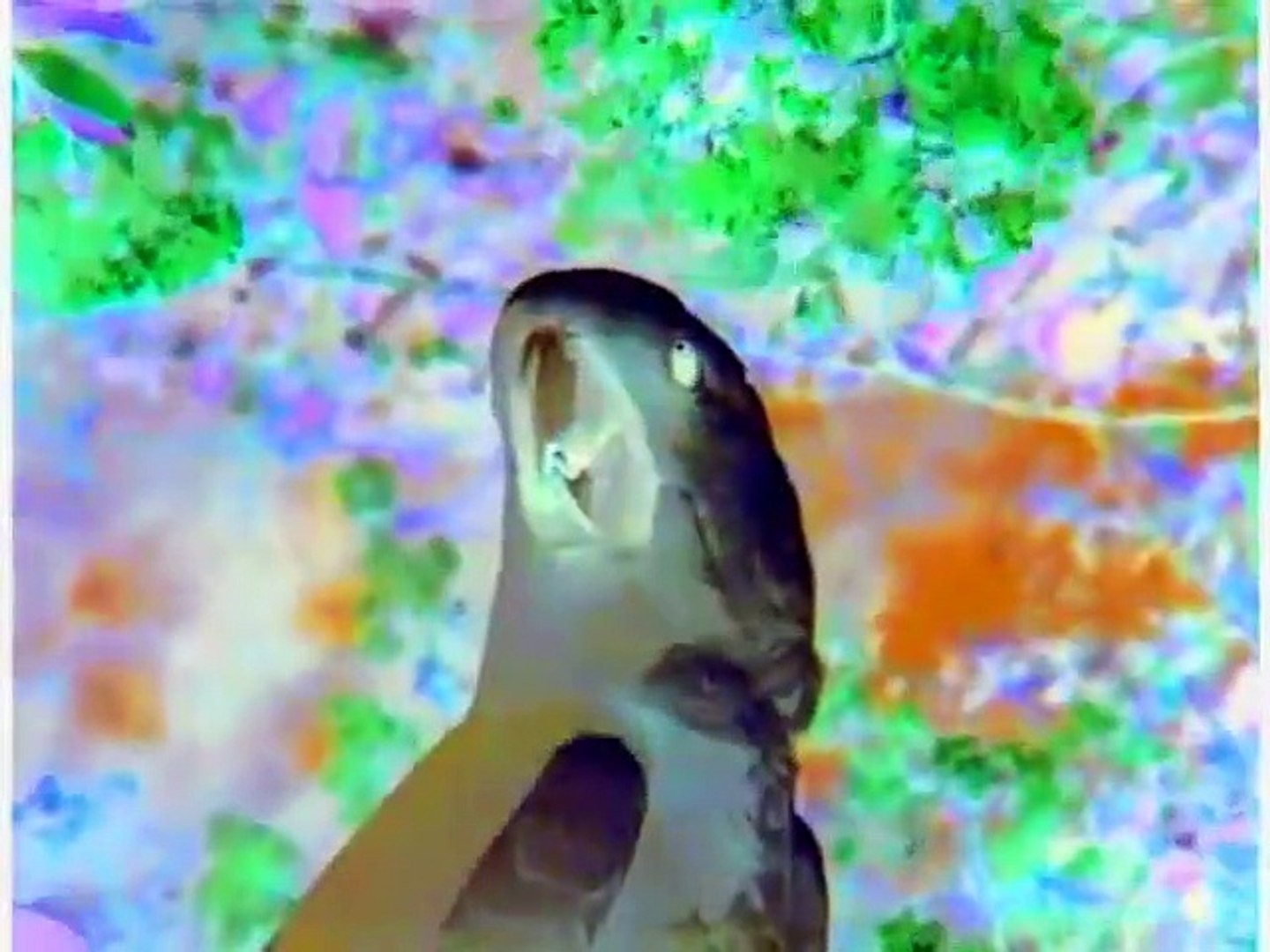 World Animals In G Major Part 1 Video Dailymotion